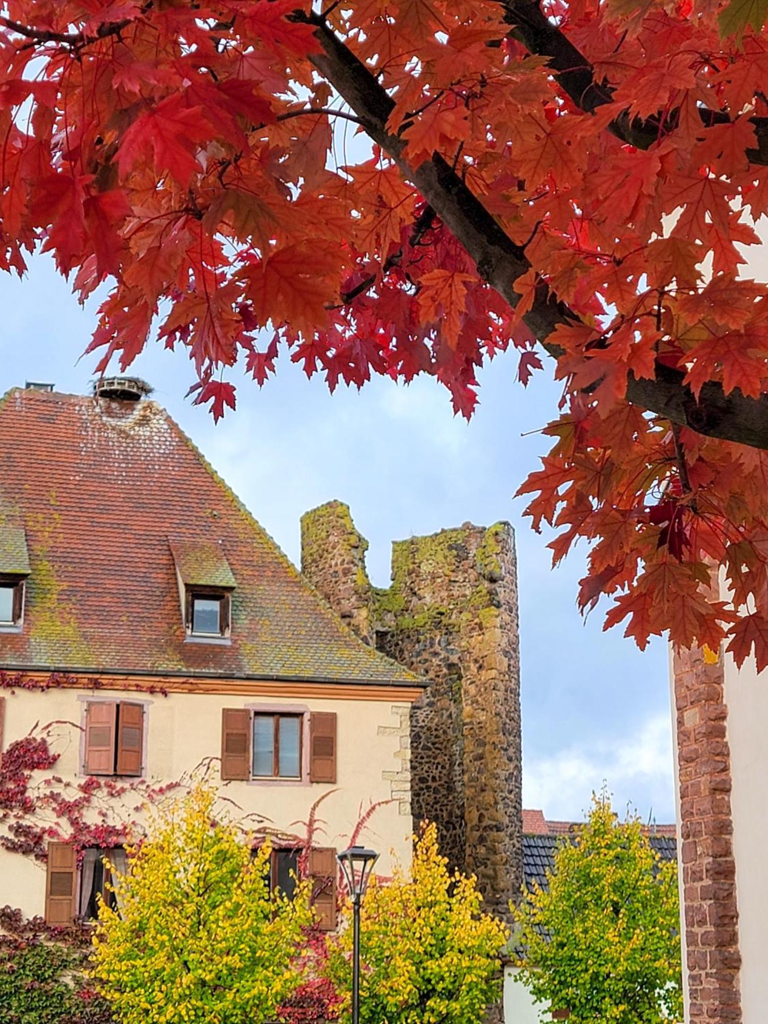 "La Vigne Dort" Cocon Romantique Herrlisheim-près-Colmar Exterior foto